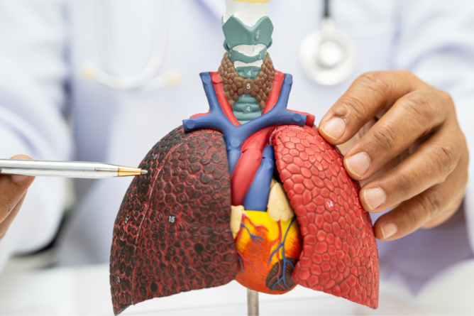 Liver Transplant Success Rate in India